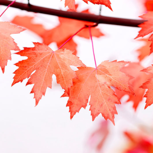 Панель SP-231.2